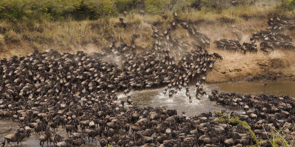 Thousands of wildebeest crossing the Mara River during the Great Migration in Maasai Mara